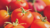 Begini 5 Manfaat Mengonsumsi Tomat Setiap Hari - GenPI.co Jateng