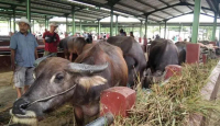 Cegah PMK, 2 Pasar Hewan di Kudus Ditutup Sementara - GenPI.co Jateng
