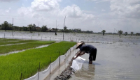 Intensitas Hujan Tinggi, 298 Hektare Tanaman Padi di Kudus Tergenang Banjir - GenPI.co Jateng