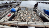 Astaga! 175 Ton Ikan di Waduk Kedung Ombo Mati Gara-Gara Upwelling, Sebegini Kerugiannya - GenPI.co Jateng
