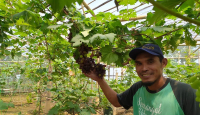 Top Tenan! Petani Milenial Sragen Ini Sukses Budidaya Anggur Impor - GenPI.co Jateng