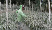 Duh! 1.681 Hektare Tanaman Sayur di Magelang Kena Abu Vulkanik Gunung Merapi - GenPI.co Jateng