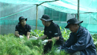 BRI Peduli Grow & Green Tanam 2.500 Bibit Pohon di Samosir untuk Kelestarian Danau Toba - GenPI.co Jateng