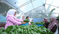 Didukung oleh BRI Peduli, Yuk Intip Kegiatan Bertani di Tengah Kota Medan - GenPI.co Jateng