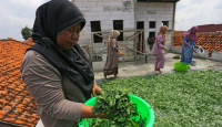 Manfaat Daun Kelor Ampuh Cegah Kanker, Monggo Dicoba - GenPI.co Jateng