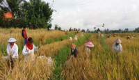 Panen Raya di Bojonegoro, Petani Menangis, Ini Penyebabnya - GenPI.co Jatim