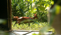 Populasi Kijang di Taman Nasional Meru Jember Bertambah 12 Ekor - GenPI.co Jatim