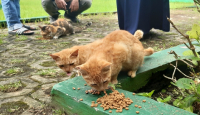 Relokasi Kucing Tak Efektif, Kata Stray Cat Defender Malang - GenPI.co Jatim