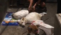 Polisi Grebek Rumah Jagal Anjing di Surabaya, Kondisi Menyedihkan - GenPI.co Jatim
