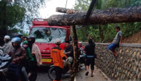 Pohon Tumbang di Pamekasan Ganggu Aliran Listrik dan menimpa Truk - GenPI.co Jatim