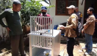 Kawanan Monyet Satroni Pemukiman di Kediri - GenPI.co Jatim