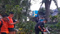 Hujan Deras, 4 Pohon Tumbang di Surabaya Menutup Jalan - GenPI.co Jatim