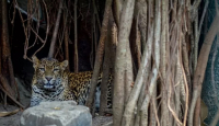 Warga Desa Sumberarum Banyuwangi Geger, Ada Macan Tutul di Kebun Mereka - GenPI.co Jatim