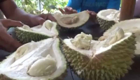 Asyik! Pemkab Jombang Segera Gelar Pesta Durian, Catat Tanggalnya - GenPI.co Jatim