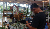 Flora Holic Rumah Bagi Para Pencinta Tanaman di Surabaya Raya - GenPI.co Jatim
