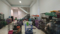 Ratusan Kucing Terlantar dalam Ruko Kondisinya Mengenaskan - GenPI.co Jatim