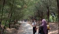 Hutan Mangrove Wonorejo Surabaya, Cocok untuk Lepas Penat - GenPI.co Jatim