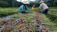 Petani Kulon Progo Raup Untung Banyak dari Bertanam Bawang - GenPI.co Jogja