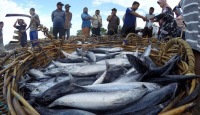 Tingkatkan Ekonomi Nelayan, Yogyakarta Bikin Pelelangan Ikan Digital - GenPI.co Jogja
