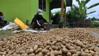 Kacang Tanah punya Khasiat Tak Terduga, Nih Deretannya - GenPI.co Jogja