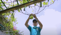 Keren! Warga di Yogyakarta Sulap Gang Kampung Jadi Kebun Anggur - GenPI.co Jogja