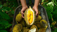 3 Fakta Kesehatan Durian, Si Kulit Berduri yang Kaya Vitamin - GenPI.co Jogja