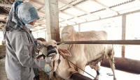 Wabah PMK di Kulon Progo, 111 Ternak Dinyatakan Positif - GenPI.co Jogja