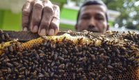 3 Khasiat Lilin Lebah untuk Kesehatan, Tokcer! - GenPI.co Jogja
