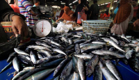 Keren! Mahasiswa UGM Inovasi Fitur Mendeteksi Ikan Segar - GenPI.co Jogja