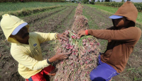 Harga Bawang Merah Rendah, Petani di Kulon Progo Diimbau Tunda Jual Hasil Panen - GenPI.co Jogja