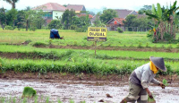 Ratusan Hektare Lahan Pertanian di Kulon Progo Alih Fungsi - GenPI.co Jogja