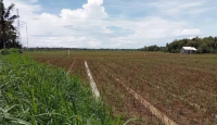 Hujan Lebat, Ratusan Hektare Lahan Pertanian di Bantul Terendam - GenPI.co Jogja