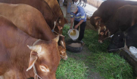 Penyakit Kulit pada Hewan Ternak di Yogyakarta Terdeteksi di 3 Daerah - GenPI.co Jogja