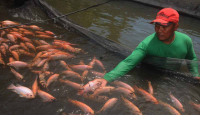 Produksi Ikan di Sleman Melimpah, Kebutuhan saat Ramadan Tercukupi - GenPI.co Jogja