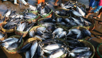 Tempat Lelang Ikan Berbasis Wisata Akan Dibangun di Kulon Progo - GenPI.co Jogja