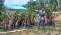 Ajari Petani Olah Minyak Goreng, Apindo: Agar Tidak Ketergantunga - GenPI.co Kalbar