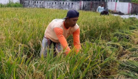 Perubahan Iklim Nyata, Ancam Pengembangan Sektor Pertanian Kalbar - GenPI.co Kalbar