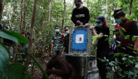 Lima Orang Utan Dilepasliarkan di Taman Nasional Bukit Raya - GenPI.co Kalbar