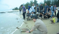 Jaga Ekosistem Laut, Satono Lepas 500 Ekor Tukik di Paloh - GenPI.co Kalbar