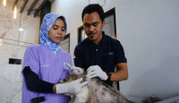 Sudah Ada 1.500 Kasus Gigitan Anjing di Kalbar Sejak Januari 2022 - GenPI.co Kalbar