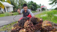 Perlahan Membaik, Harga TBS Sawit di Kalbar capai Rp2.512 per Kg - GenPI.co Kalbar