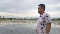 Terendam Banjir, 500 Hektare Lahan Pertanian di Singkawang Rusak - GenPI.co Kalbar