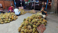 September hingga Oktober 2023, Kalbar Masuki Puncak Musim Buah Durian - GenPI.co Kalbar