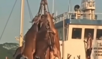 Video Viral: Leher Diikat, Sapi Digantung di Pelabuhan Samarinda - GenPI.co Kaltim