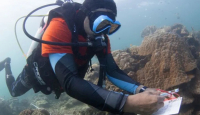 Uni Eropa Danai Rehabilitasi Terumbu Karang di Pulau Derawan - GenPI.co Kaltim