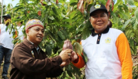 Mahakam Ulu akan Jadi Sentra Produksi Kakao, Petani Siap-Siap Kebanjiran Cuan - GenPI.co Kaltim