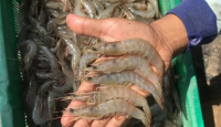 4 Seafood Ini Kadar Kolesterol Tinggi, Jangan Kebanyakan Makan! - GenPI.co Kepri