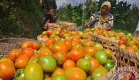 5 Manfaat Tomat untuk Kesehatan, Ternyata Dahsyat! - GenPI.co Kepri