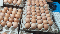 Produksi Telur Ayam di Tanjungpinang Surplus - GenPI.co Kepri