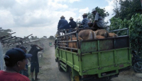 116.552 Sapi di NTB Dinyatakan Sembuh dari PMK - GenPI.co NTB